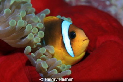 nemo s home ! by Helmy Hashim 